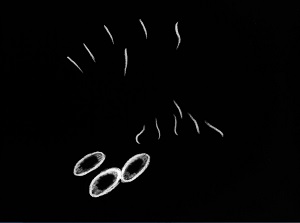 Studie N° 2 (1930) : un film de Oskar FISHINGER