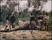 CHASSE A LA GIRAFE EN OUGANDA - Documentaire français (1910) - Image